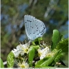 celas argiolus imago1 don